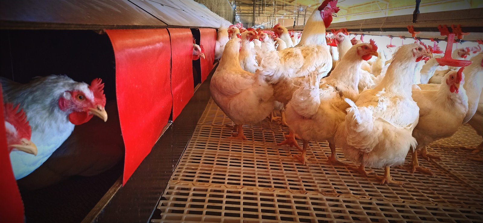 Gallinas en un galpón avícola